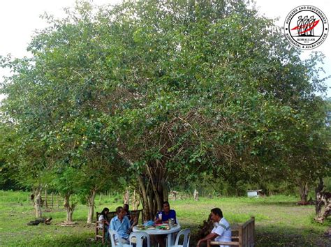 dadiangas tree|Barangay Dadiangas East – THE SANGGUNIANG PANLUNGSOD OF GE.